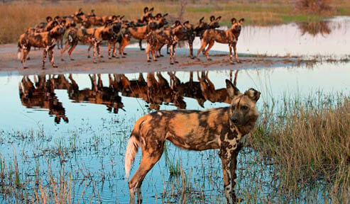 ZOOS WHERE TO SEE WILD DOGS