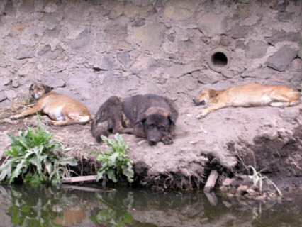 ZOOS WHERE TO SEE WILD DOGS