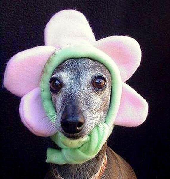 DOGS IN HATS - PHOTO, VIDEOS, CALENDAR, MEME, IMAGES, WALLPAPER