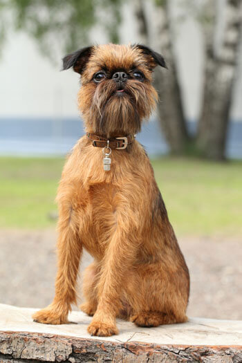 DOGS WITH BEARDS, BEARDED DOGS PHOTO COLLECTION, GALLERY