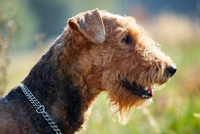 DOGS WITH BEARDS, BEARDED DOGS PHOTO COLLECTION, GALLERY