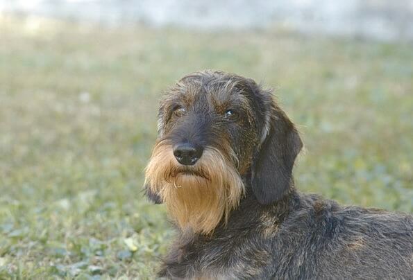 DOGS WITH BEARDS, BEARDED DOGS PHOTO COLLECTION, GALLERY