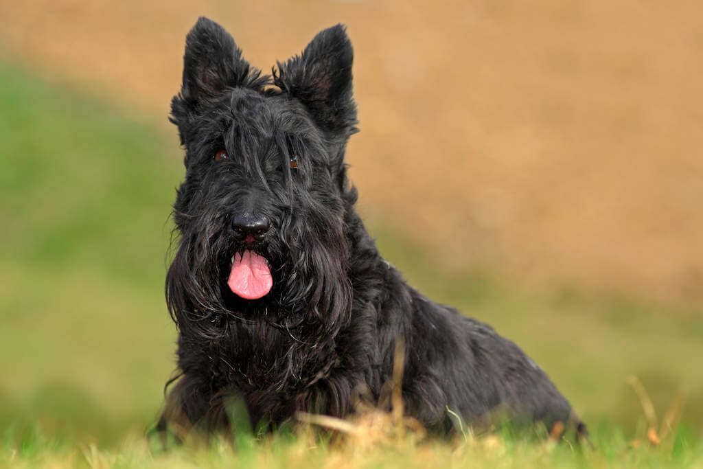 DOGS WITH BEARDS, BEARDED DOGS PHOTO COLLECTION, GALLERY