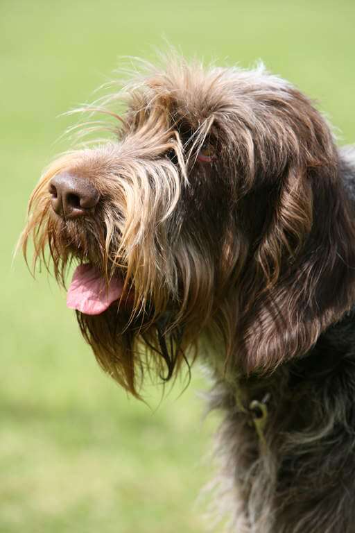 DOGS WITH BEARDS, BEARDED DOGS PHOTO COLLECTION, GALLERY