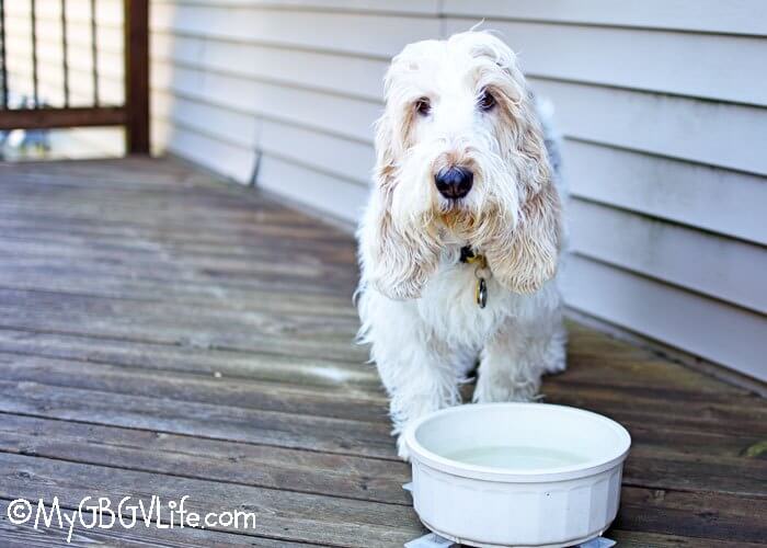 DOGS WITH BEARDS, BEARDED DOGS PHOTO COLLECTION, GALLERY