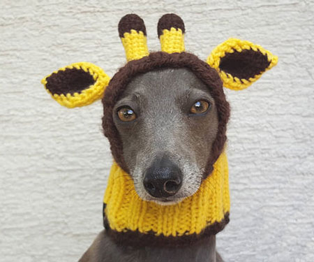 DOGS IN HATS - PHOTO, VIDEOS, CALENDAR, MEME, IMAGES, WALLPAPER