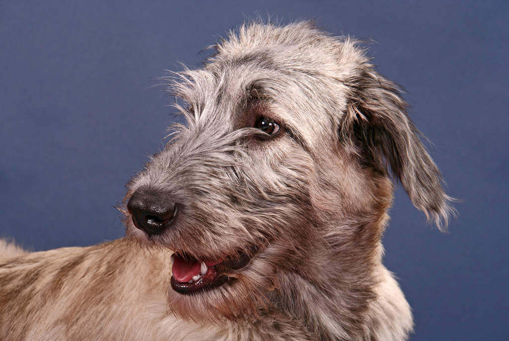 HOW TO TRIM DOG's BEARD, CUT DOG BEARD