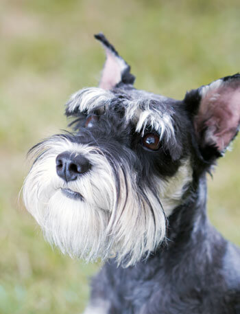 DOGS WITH BEARDS, BEARDED DOGS PHOTO COLLECTION, GALLERY