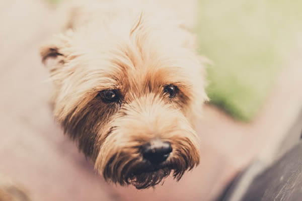 HOW TO TRIM DOG's BEARD, CUT DOG BEARD