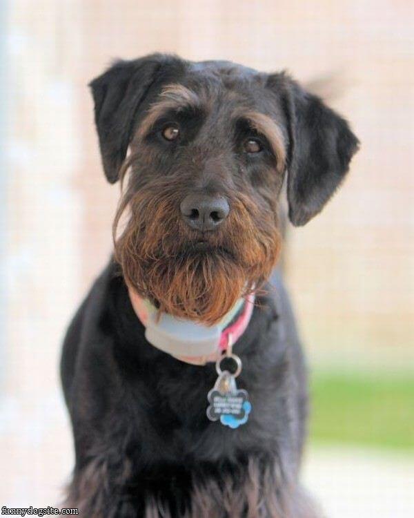 DOGS WITH BEARDS, BEARDED DOGS PHOTO COLLECTION, GALLERY