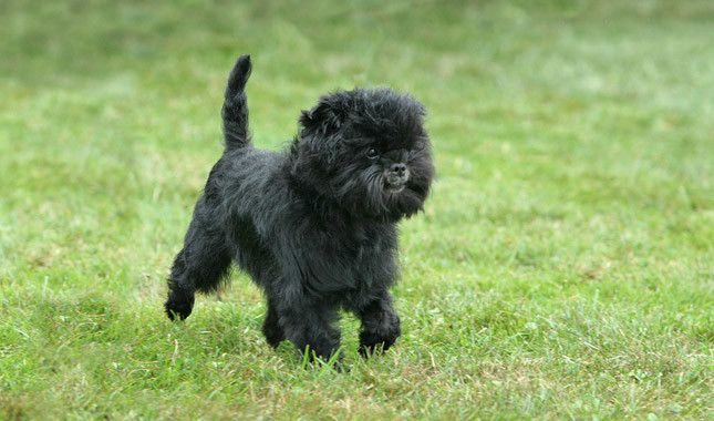 DOG BEARDS, BEARDED DOGS BREEDS