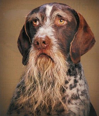 DOGS WITH BEARDS, BEARDED DOGS PHOTO COLLECTION, GALLERY