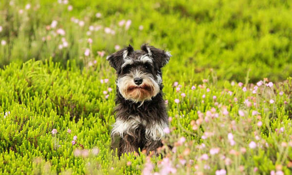 DOGS WITH BEARDS, BEARDED DOGS PHOTO COLLECTION, GALLERY