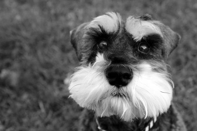 DOGS WITH BEARDS, BEARDED DOGS PHOTO COLLECTION, GALLERY