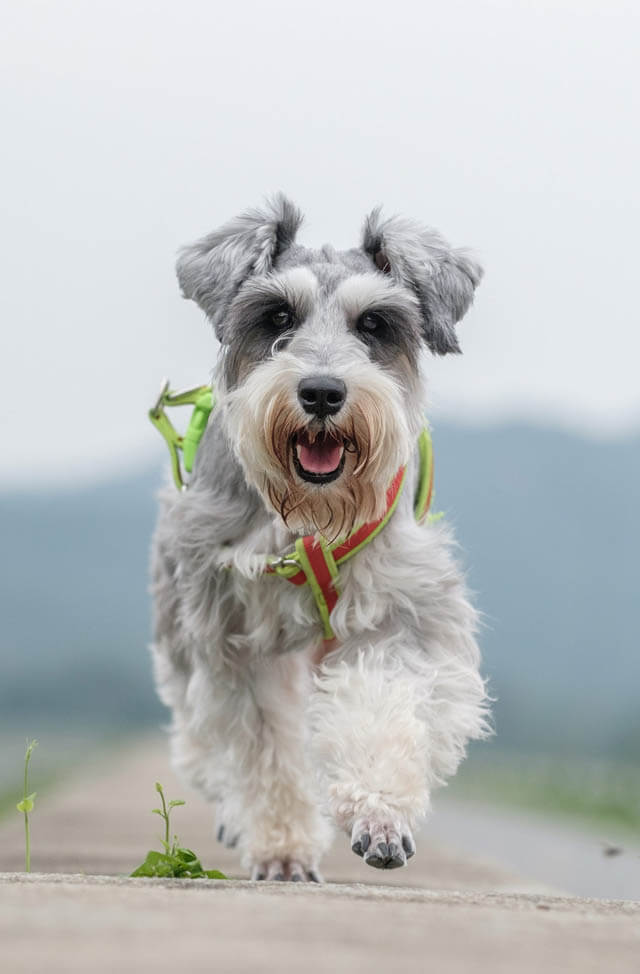 DOG BEARDS, BEARDED DOGS BREEDS