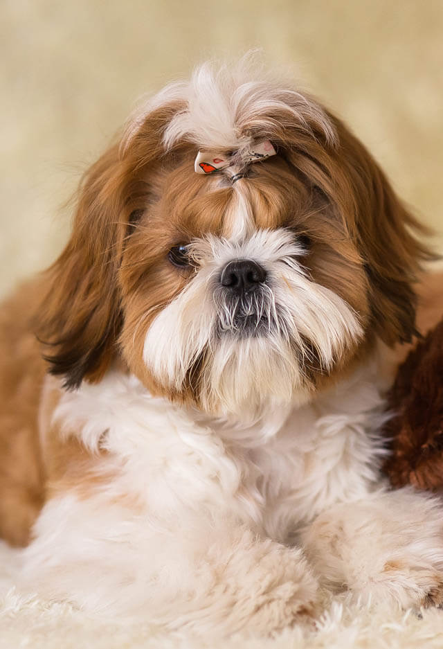 HOW TO TRIM DOG's BEARD, CUT DOG BEARD