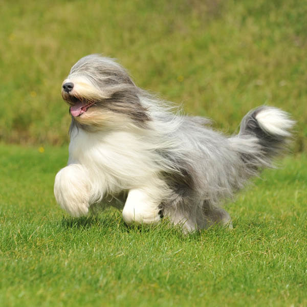 DOGS WITH BEARDS, BEARDED DOGS PHOTO COLLECTION, GALLERY