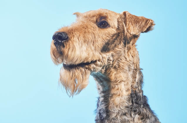 DOGS WITH BEARDS, BEARDED DOGS PHOTO COLLECTION, GALLERY