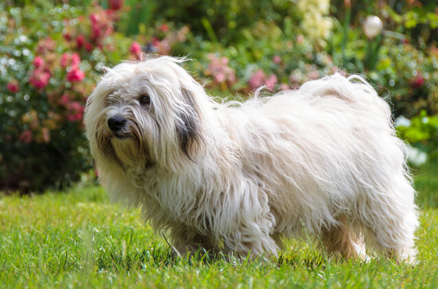 DOG BEARDS, BEARDED DOGS BREEDS