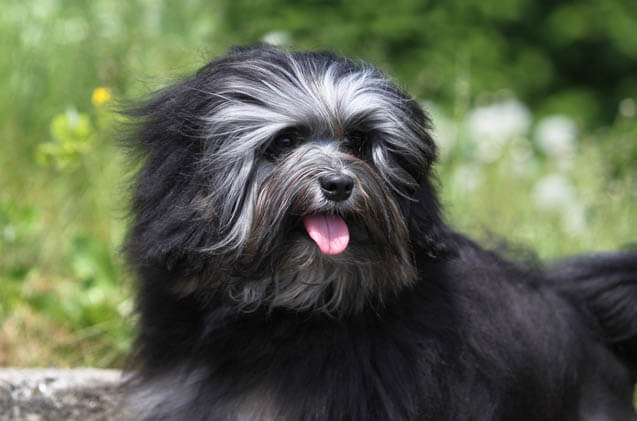 DOG BEARDS, BEARDED DOGS BREEDS