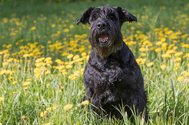 DOGS WITH BEARDS, BEARDED DOGS PHOTO COLLECTION, GALLERY