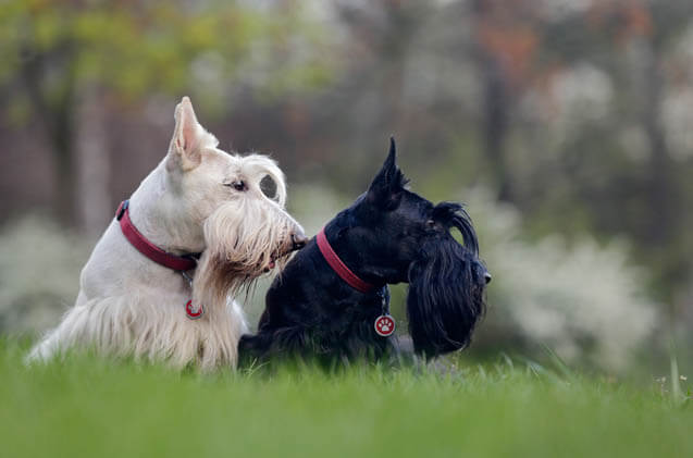 DOG BEARDS, BEARDED DOGS BREEDS