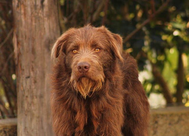 Dogs with Beards