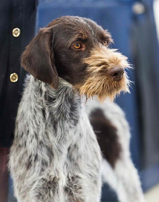 DOG BEARDS, BEARDED DOGS BREEDS