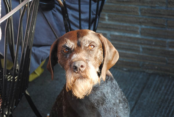 DOGS WITH BEARDS, BEARDED DOGS PHOTO COLLECTION, GALLERY