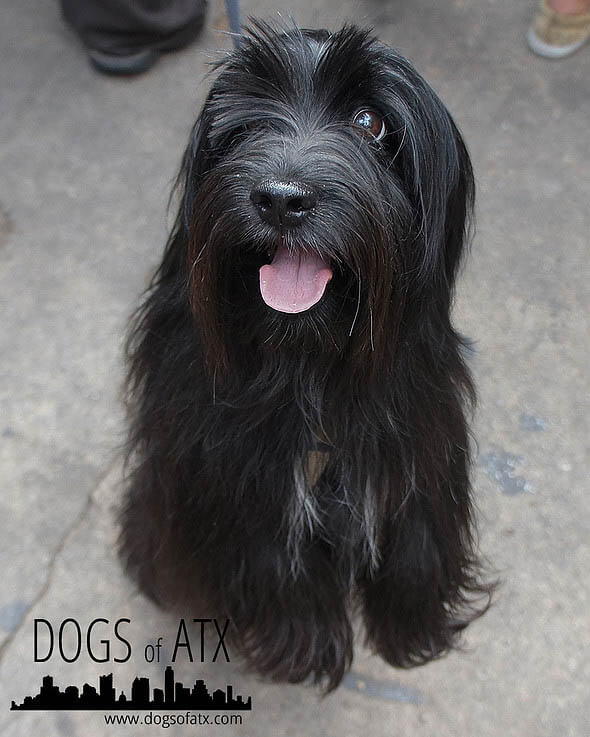 HOW TO TRIM DOG's BEARD, CUT DOG BEARD