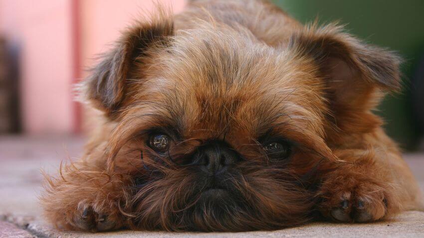 DOGS WITH BEARDS PHOTO COLLECTION, GALLERY