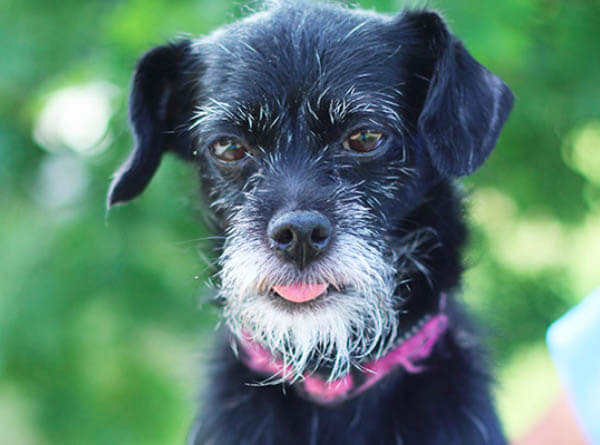 HOW TO TRIM DOG's BEARD, CUT DOG BEARD