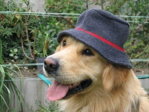 DOGS IN HATS - PHOTO, VIDEOS, CALENDAR, MEME, IMAGES, WALLPAPER