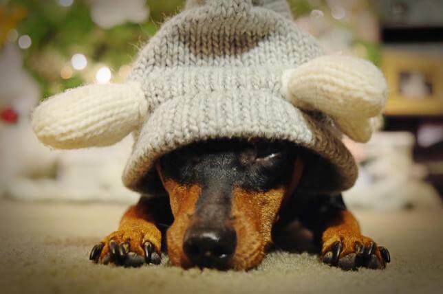 DOGS IN HATS - PHOTO, VIDEOS, CALENDAR, MEME, IMAGES, WALLPAPER