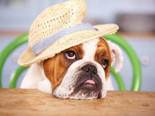 DOGS IN HATS - PHOTO, VIDEOS, CALENDAR, MEME, IMAGES, WALLPAPER