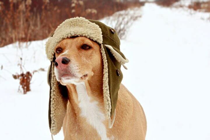 DOGS IN HATS - PHOTO, VIDEOS, CALENDAR, MEME, IMAGES, WALLPAPER