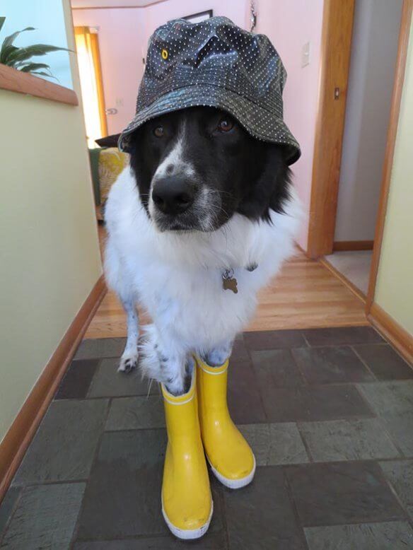 DOGS IN HATS - PHOTO, VIDEOS, CALENDAR, MEME, IMAGES, WALLPAPER