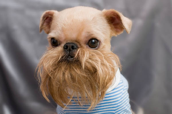 DOGS WITH BEARDS, BEARDED DOGS PHOTO COLLECTION, GALLERY