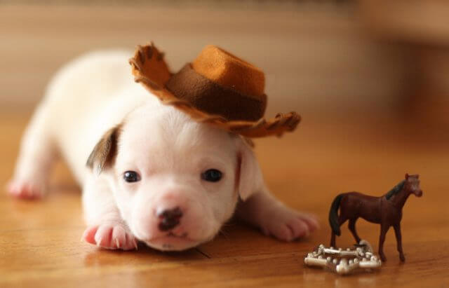 DOGS IN HATS - PHOTO, VIDEOS, CALENDAR, MEME, IMAGES, WALLPAPER