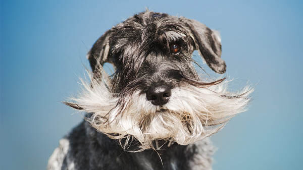 DOGS WITH BEARDS, BEARDED DOGS PHOTO COLLECTION, GALLERY