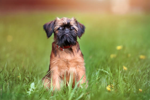 HOW TO TRIM DOG's BEARD, CUT DOG BEARD