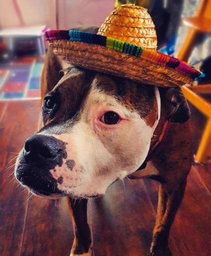 DOGS IN HATS - PHOTO, VIDEOS, CALENDAR, MEME, IMAGES, WALLPAPER