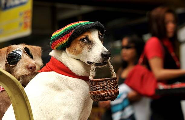 DOGS IN HATS - PHOTO, VIDEOS, CALENDAR, MEME, IMAGES, WALLPAPER