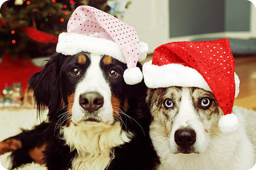 DOGS IN HATS - PHOTO, VIDEOS, CALENDAR, MEME, IMAGES, WALLPAPER