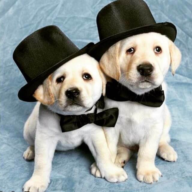 DOGS IN HATS - PHOTO, VIDEOS, CALENDAR, MEME, IMAGES, WALLPAPER