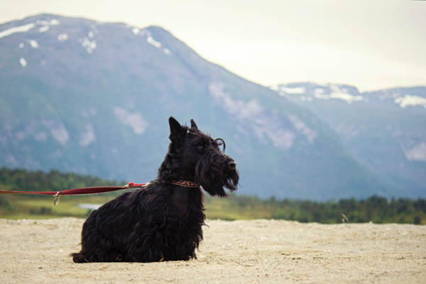 DOGS WITH BEARDS, BEARDED DOGS PHOTO COLLECTION, GALLERY