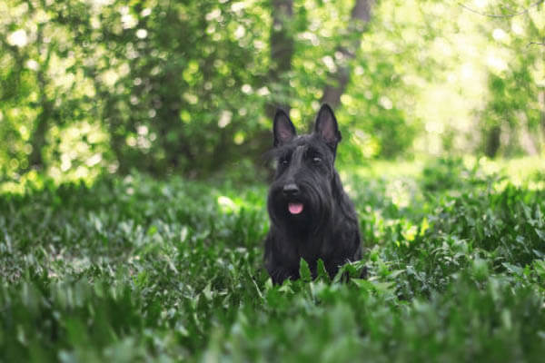 DOGS WITH BEARDS, BEARDED DOGS PHOTO COLLECTION, GALLERY