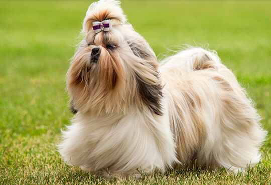 DOG BEARDS, BEARDED DOGS BREEDS