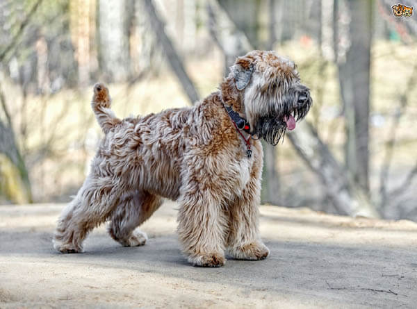 DOG BEARDS, BEARDED DOGS BREEDS