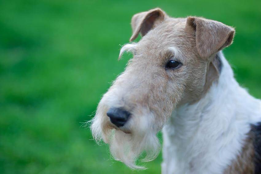 DOGS WITH BEARDS, BEARDED DOGS PHOTO COLLECTION, GALLERY